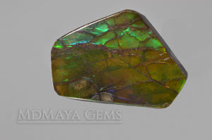 Green Ammolite Gemstone 10.77 ct from Canada
