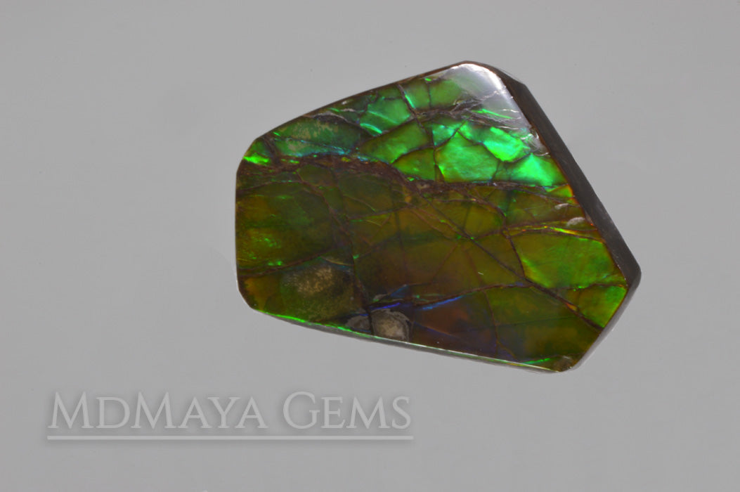 Green Ammolite Gemstone 10.77 ct from Canada