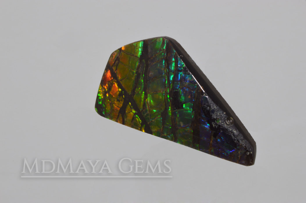 14.71 ct Ammolite Gem Freeform Cabochon from Canada Multicolour Iridescente Stone