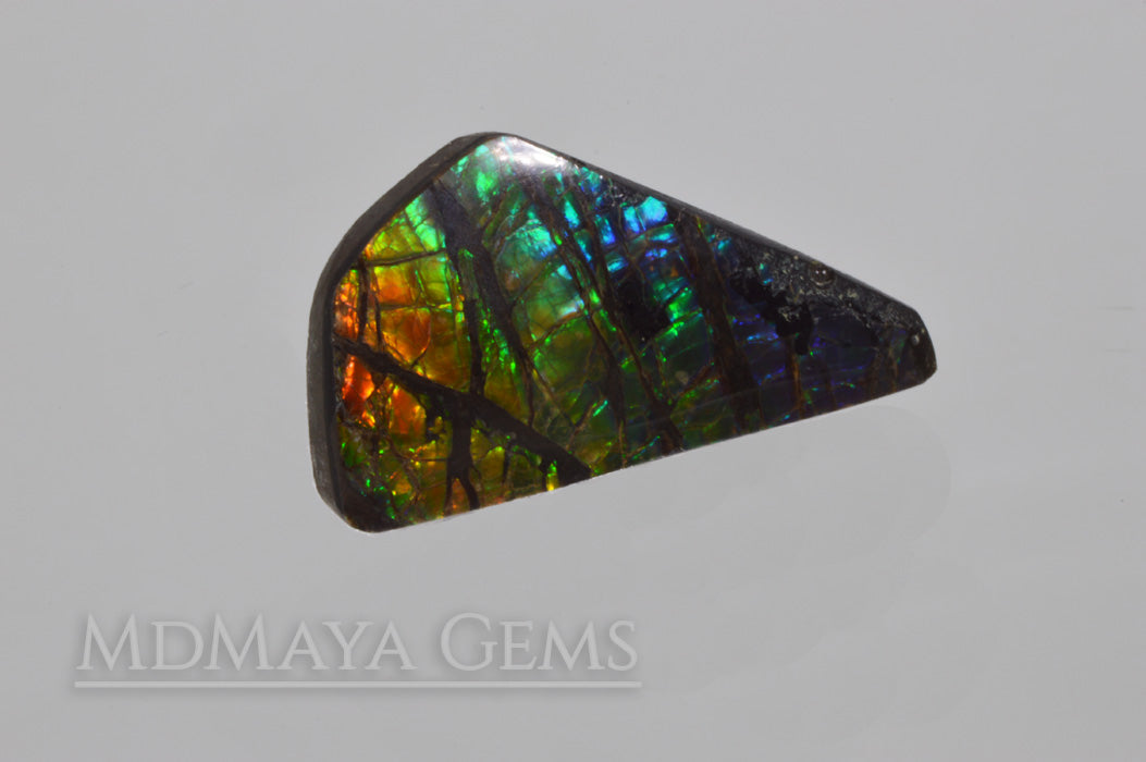 14.71 ct Ammolite Gem Freeform Cabochon from Canada Multicolour Iridescente Stone
