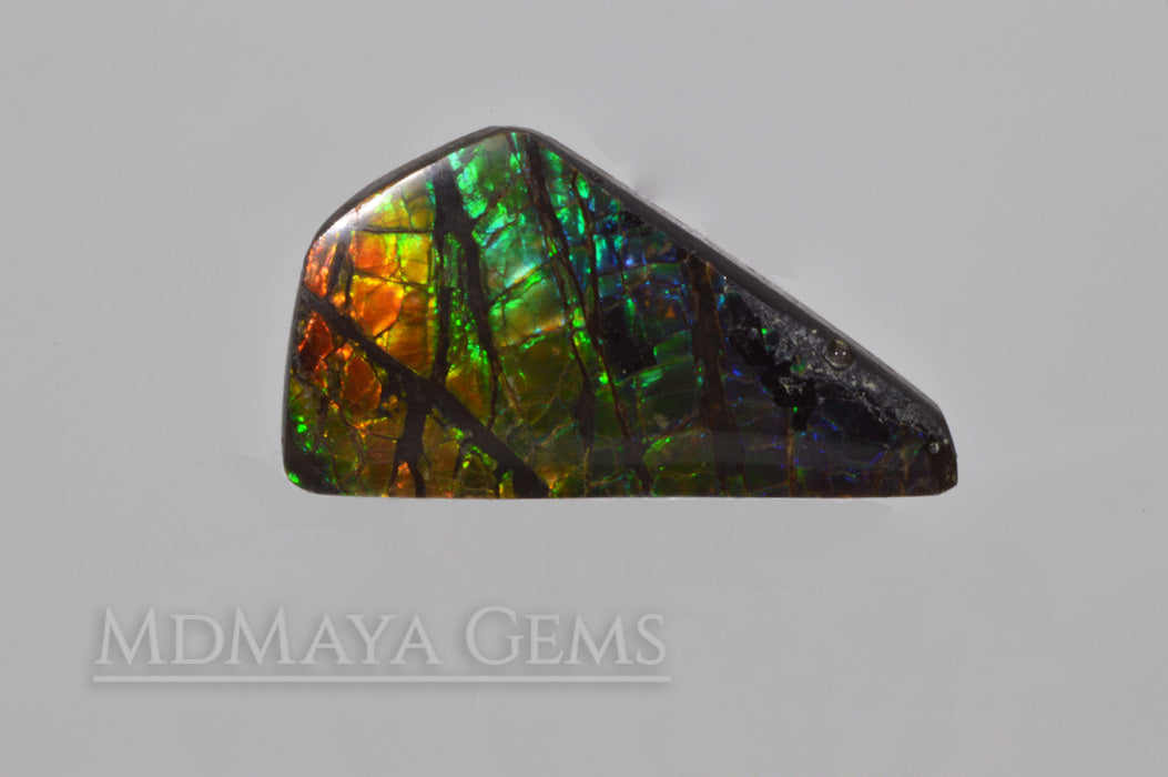 14.71 ct Ammolite Gem Freeform Cabochon from Canada Multicolour Iridescente Stone
