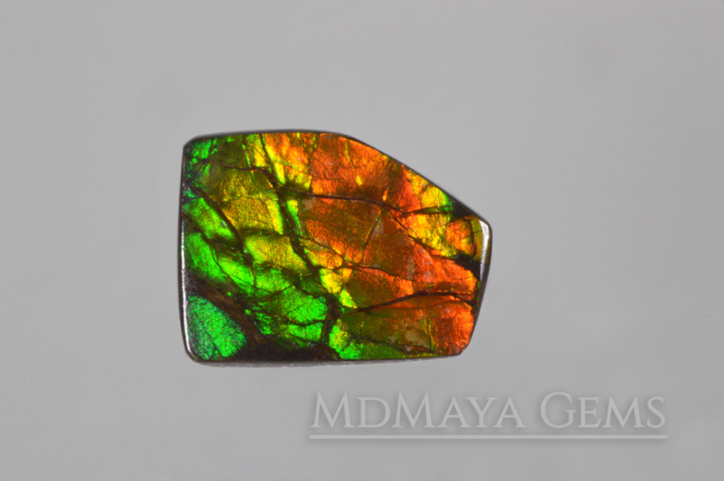 Amazing Multicolor Canadian Ammolite Gem freeform Cabochon of 14.76 carat, perfect loose gem for jewelry.