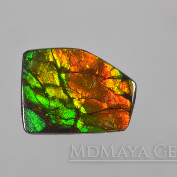 Amazing Multicolor Canadian Ammolite Gem freeform Cabochon of 14.76 carat, perfect loose gem for jewelry.