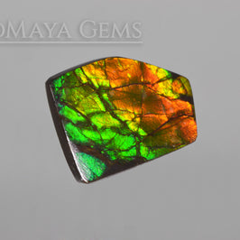 Amazing Multicolor Canadian Ammolite Gem freeform Cabochon of 14.76 carat