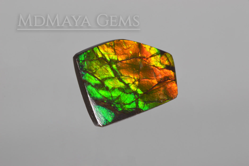 Amazing Multicolor Canadian Ammolite Gem freeform Cabochon of 14.76 carat, perfect loose gem for jewelry.