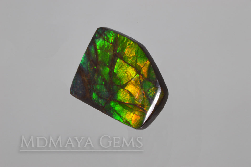 Amazing Multicolor Canadian Ammolite Gem freeform Cabochon of 14.76 carat
