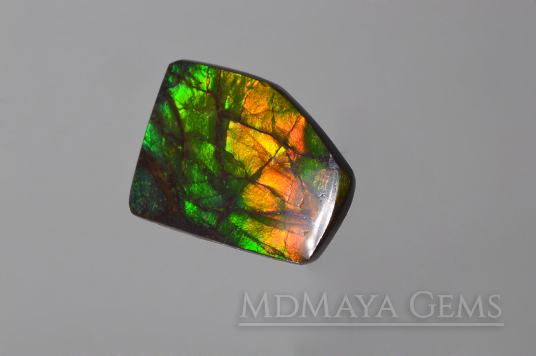 Amazing Multicolor Canadian Ammolite Gem freeform Cabochon of 14.76 carat