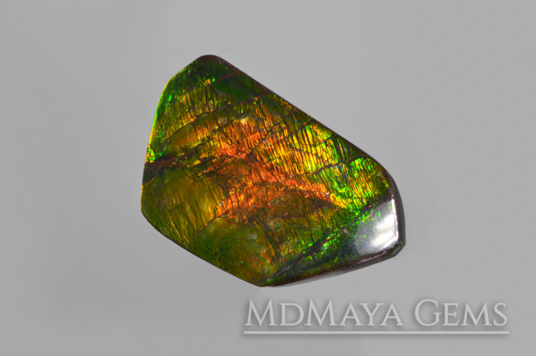 Shimmering Large Ammolite 24.43 carat from Canada,