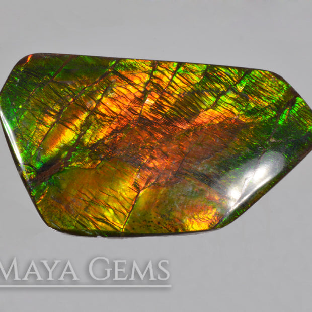 Shimmering Large Ammolite 24.43 carat from Canada,