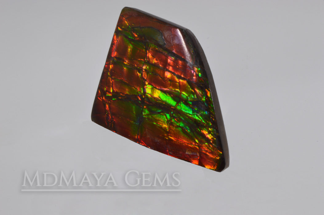 Big rainbow excellent colors Ammolite Stone 36.26 ct from Canada. 