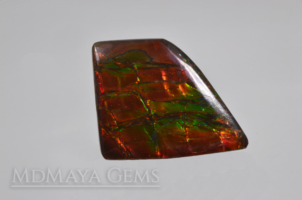 Big rainbow excellent colors Ammolite Stone 36.26 ct from Canada. 